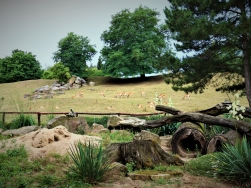 Safari Park Czechy